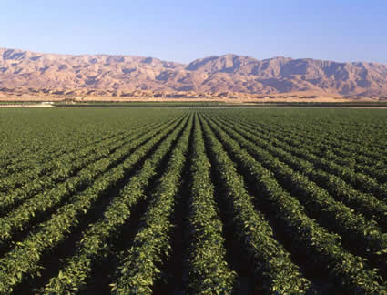 Baloian Farms