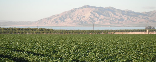 Baloian Farms